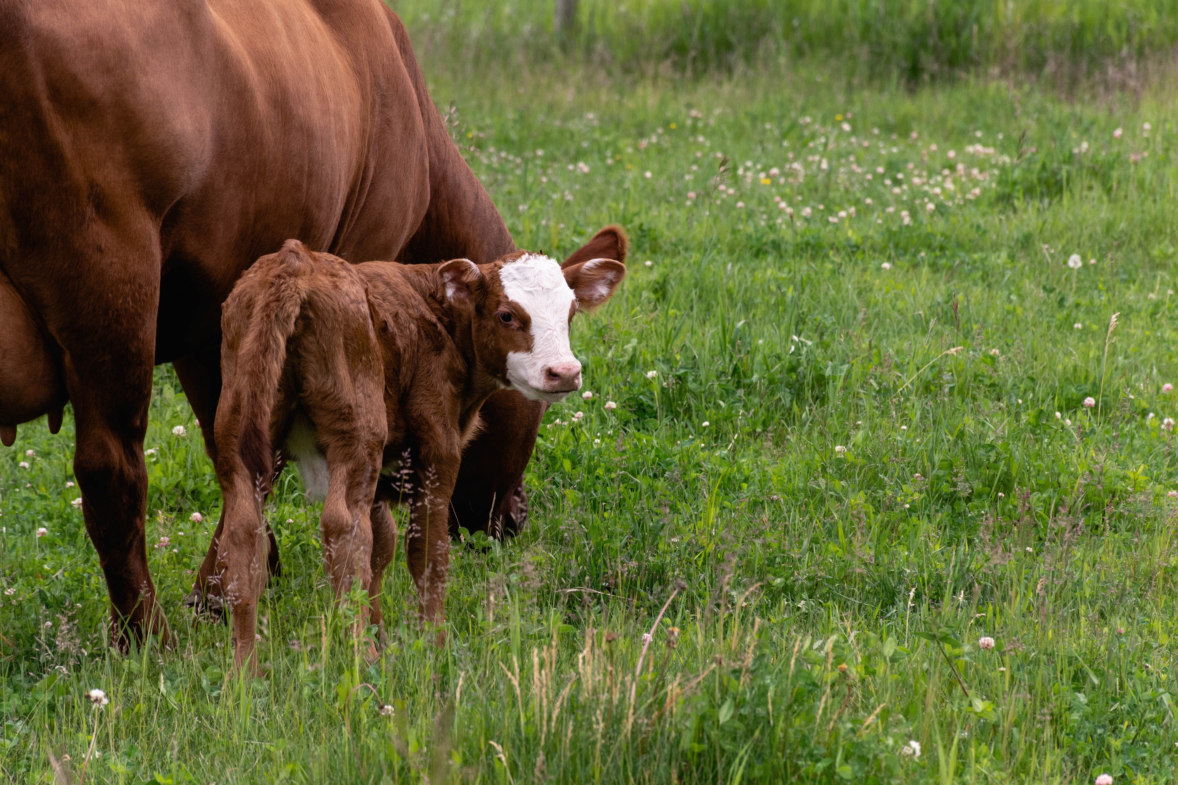 Calf Care